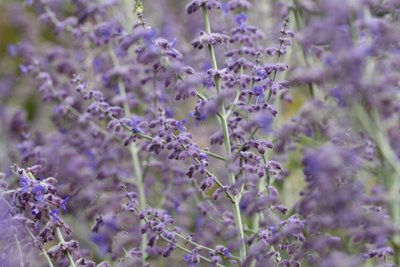 Garsington Lavanda, 2009 da Sarah OToole